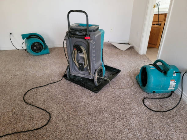 Best Local water damage restoration  in Frostproof, FL