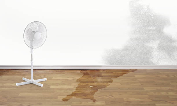 Best Ceiling water damage repair  in Frostproof, FL