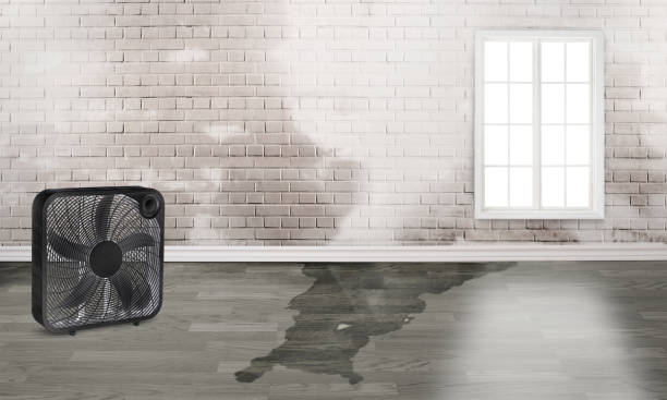Best Flood restoration services  in Frostproof, FL