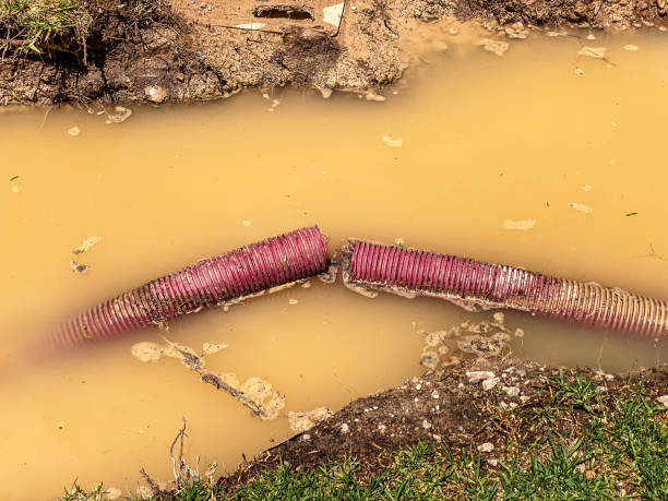 Best Flood restoration services  in Frostproof, FL